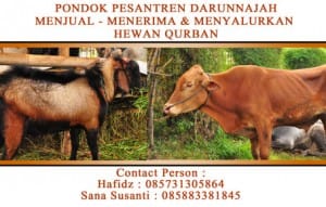 hewan-qurban-darunnajah