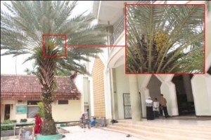 kita mendengar arab kurma atau dalam /dn.com arab bahasa dalam bahasa kurma â kata Kalau kita mendengar arab kurma atau dalam /dn.com arab bahasa dalam bahasa kurma â kata Kalau