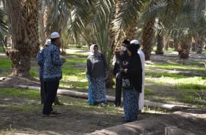 Salah satu sudut Perkebunan Kurma